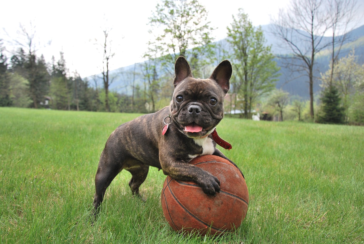 Understanding the Traits of the American Bulldog